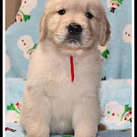 Amber Boy Red, a male Golden Retriever for sale in Mountain View, AR – Photo 8 of 10