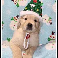 Amber Boy Red, a male Golden Retriever for sale in Mountain View, AR – Photo 6 of 10