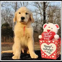 Amber Boy Red, a male Golden Retriever for sale in Mountain View, AR – Photo 2 of 10