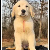 Amber Boy Red, a male Golden Retriever for sale in Mountain View, AR – Photo 1 of 10