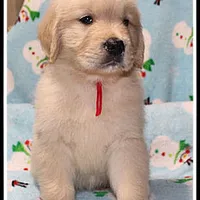 Amber Boy Red, a male Golden Retriever for sale in Mountain View, AR – Photo 9 of 10