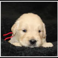 Amber Boy Red, a male Golden Retriever for sale in Mountain View, AR – Photo 10 of 10