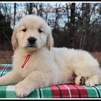 Amber Boy Red, a male Golden Retriever for sale in Mountain View, AR – Photo 5 of 10