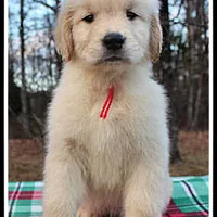 Amber Boy Red, a male Golden Retriever for sale in Mountain View, AR – Photo 4 of 10