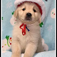 Amber Boy Blue, a male Golden Retriever for sale in Mountain View, AR – Photo 6 of 10