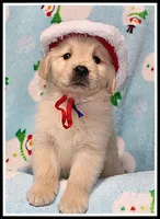 Amber Boy Blue, a male Golden Retriever for sale in Mountain View, AR – Photo 6 of 10