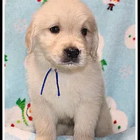Amber Boy Blue, a male Golden Retriever for sale in Mountain View, AR – Photo 9 of 10