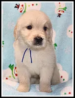 Amber Boy Blue, a male Golden Retriever for sale in Mountain View, AR – Photo 9 of 10