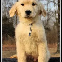 Amber Boy Blue, a male Golden Retriever for sale in Mountain View, AR – Photo 1 of 10