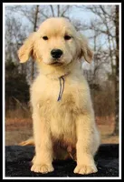 Amber Boy Blue, a male Golden Retriever for sale in Mountain View, AR – Photo 1 of 10
