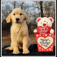 Amber Boy Blue, a male Golden Retriever for sale in Mountain View, AR – Photo 2 of 10