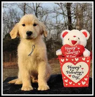 Amber Boy Blue, a male Golden Retriever for sale in Mountain View, AR – Photo 2 of 10