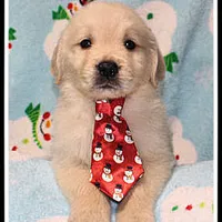 Amber Boy Blue, a male Golden Retriever for sale in Mountain View, AR – Photo 7 of 10