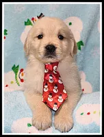 Amber Boy Blue, a male Golden Retriever for sale in Mountain View, AR – Photo 7 of 10