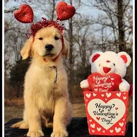 Amber Boy Blue, a male Golden Retriever for sale in Mountain View, AR – Photo 3 of 10