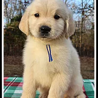 Amber Boy Blue, a male Golden Retriever for sale in Mountain View, AR – Photo 4 of 10
