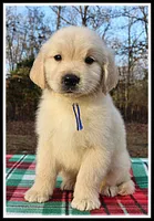 Amber Boy Blue, a male Golden Retriever for sale in Mountain View, AR – Photo 4 of 10