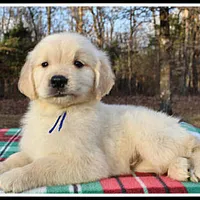 Amber Boy Blue, a male Golden Retriever for sale in Mountain View, AR – Photo 5 of 10