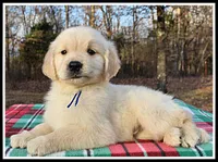 Amber Boy Blue, a male Golden Retriever for sale in Mountain View, AR – Photo 5 of 10