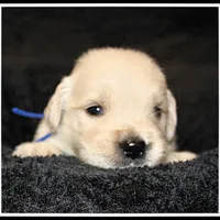 Amber Boy Blue, a male Golden Retriever for sale in Mountain View, AR – Photo 10 of 10