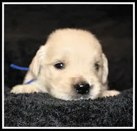 Amber Boy Blue, a male Golden Retriever for sale in Mountain View, AR – Photo 10 of 10