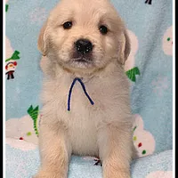 Amber Boy Blue, a male Golden Retriever for sale in Mountain View, AR – Photo 8 of 10
