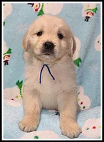 Amber Boy Blue, a male Golden Retriever for sale in Mountain View, AR – Photo 8 of 10