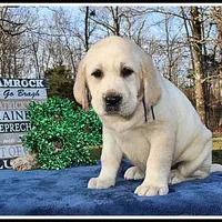 Angel's Yellow Male - Blue, a male Labrador Retriever for sale in Mountain View, AR – Photo 1 of 10