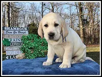 Angel's Yellow Male - Blue, a male Labrador Retriever for sale in Mountain View, AR – Photo 1 of 10