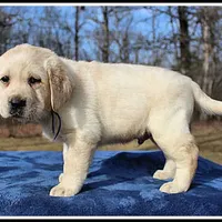 Angel's Yellow Male - Blue, a male Labrador Retriever for sale in Mountain View, AR – Photo 9 of 10