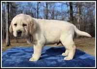 Angel's Yellow Male - Blue, a male Labrador Retriever for sale in Mountain View, AR – Photo 9 of 10