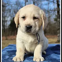 Angel's Yellow Male - Blue, a male Labrador Retriever for sale in Mountain View, AR – Photo 7 of 10