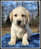 Angel's Yellow Male - Blue, a male Labrador Retriever for sale in Mountain View, AR – Photo 7 of 10