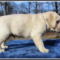 Angel's Yellow Male - Blue, a male Labrador Retriever for sale in Mountain View, AR – Photo 10 of 10