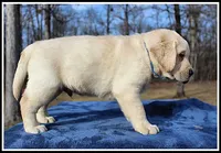 Angel's Yellow Male - Blue, a male Labrador Retriever for sale in Mountain View, AR – Photo 10 of 10