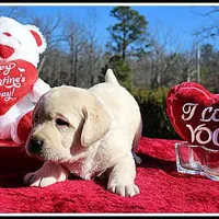 Angel's Yellow Male - Blue, a male Labrador Retriever for sale in Mountain View, AR – Photo 6 of 10