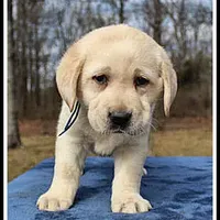 Angel's Yellow Male - Blue, a male Labrador Retriever for sale in Mountain View, AR – Photo 8 of 10