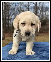 Angel's Yellow Male - Blue, a male Labrador Retriever for sale in Mountain View, AR – Photo 8 of 10