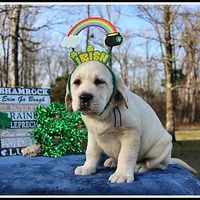 Angel's Yellow Male - Blue, a male Labrador Retriever for sale in Mountain View, AR – Photo 3 of 10