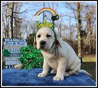 Angel's Yellow Male - Blue, a male Labrador Retriever for sale in Mountain View, AR – Photo 3 of 10