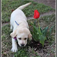 Angel's Yellow Male - Blue, a male Labrador Retriever for sale in Mountain View, AR – Photo 5 of 10