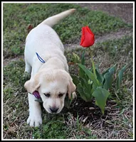 Angel's Yellow Male - Blue, a male Labrador Retriever for sale in Mountain View, AR – Photo 5 of 10