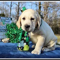 Angel's Yellow Male - Blue, a male Labrador Retriever for sale in Mountain View, AR – Photo 2 of 10