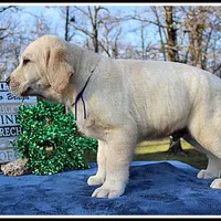 Angel's Yellow Male - Blue, a male Labrador Retriever for sale in Mountain View, AR – Photo 4 of 10