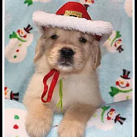 Amber Boy Green, a male Golden Retriever for sale in Mountain View, AR – Photo 6 of 10