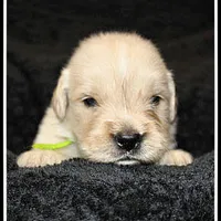 Amber Boy Green, a male Golden Retriever for sale in Mountain View, AR – Photo 10 of 10