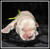 processed/d01f0b58-b642-4781-b279-fb329ef0f5f3/listing/96f743a0-997b-4091-93f4-32ed0b898d14/287e66d6-0136-4cd2-9f8a-8f4edf675a27