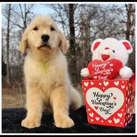 Amber Boy Green, a male Golden Retriever for sale in Mountain View, AR – Photo 2 of 10