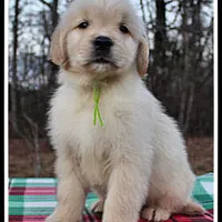 Amber Boy Green, a male Golden Retriever for sale in Mountain View, AR – Photo 4 of 10