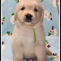 Amber Boy Green, a male Golden Retriever for sale in Mountain View, AR – Photo 8 of 10